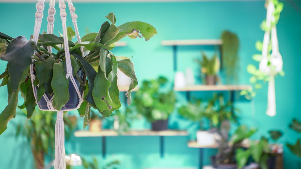 Virtual office Premium